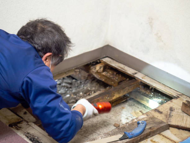 Best Crawl Space Mold Removal  in Payson, AZ