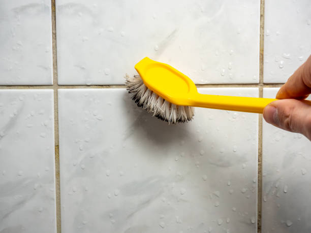 Best Home Mold Removal  in Payson, AZ