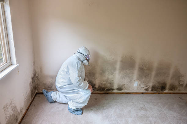 Best Mold Damage Repair  in Payson, AZ