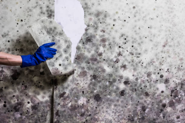 Professional Mold Removal in Payson, AZ